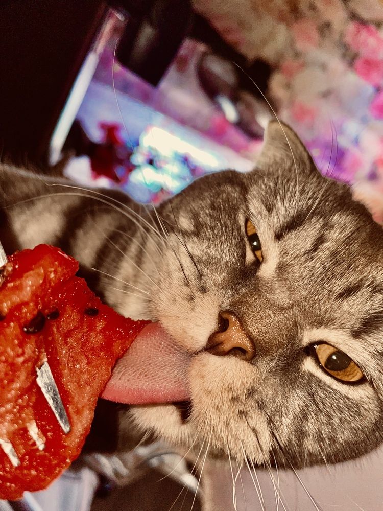 Кот ВЕГАН