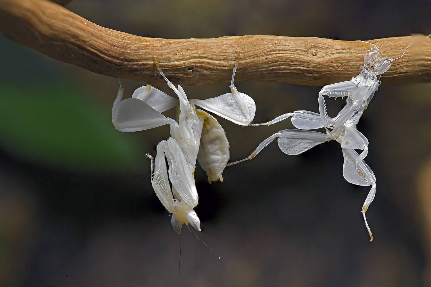 Второе рождение