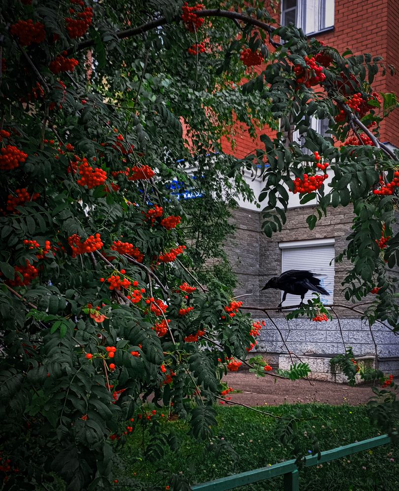 Фотография автора Елена Ерасова