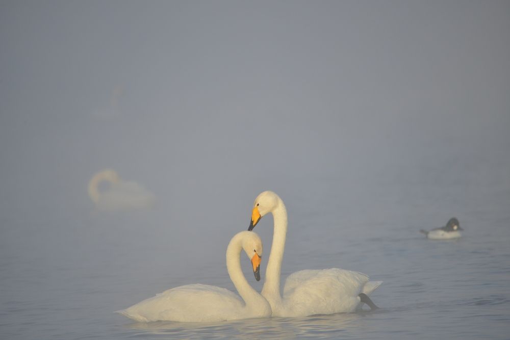 Photograph by Kirill