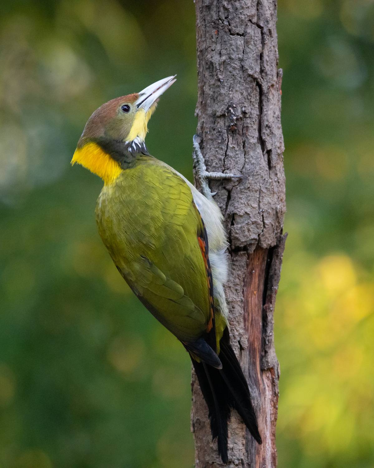 Фотография #13386769