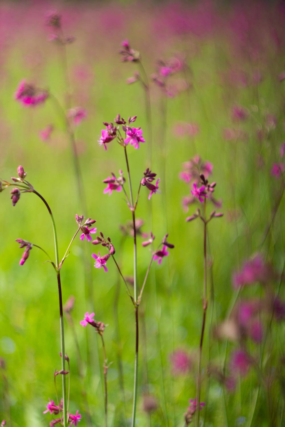 Полевые цветы