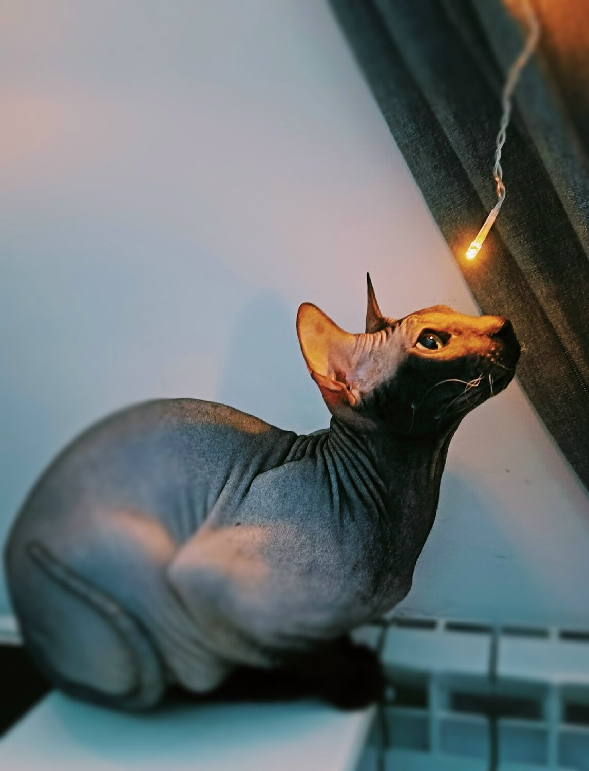 Photo #13387129