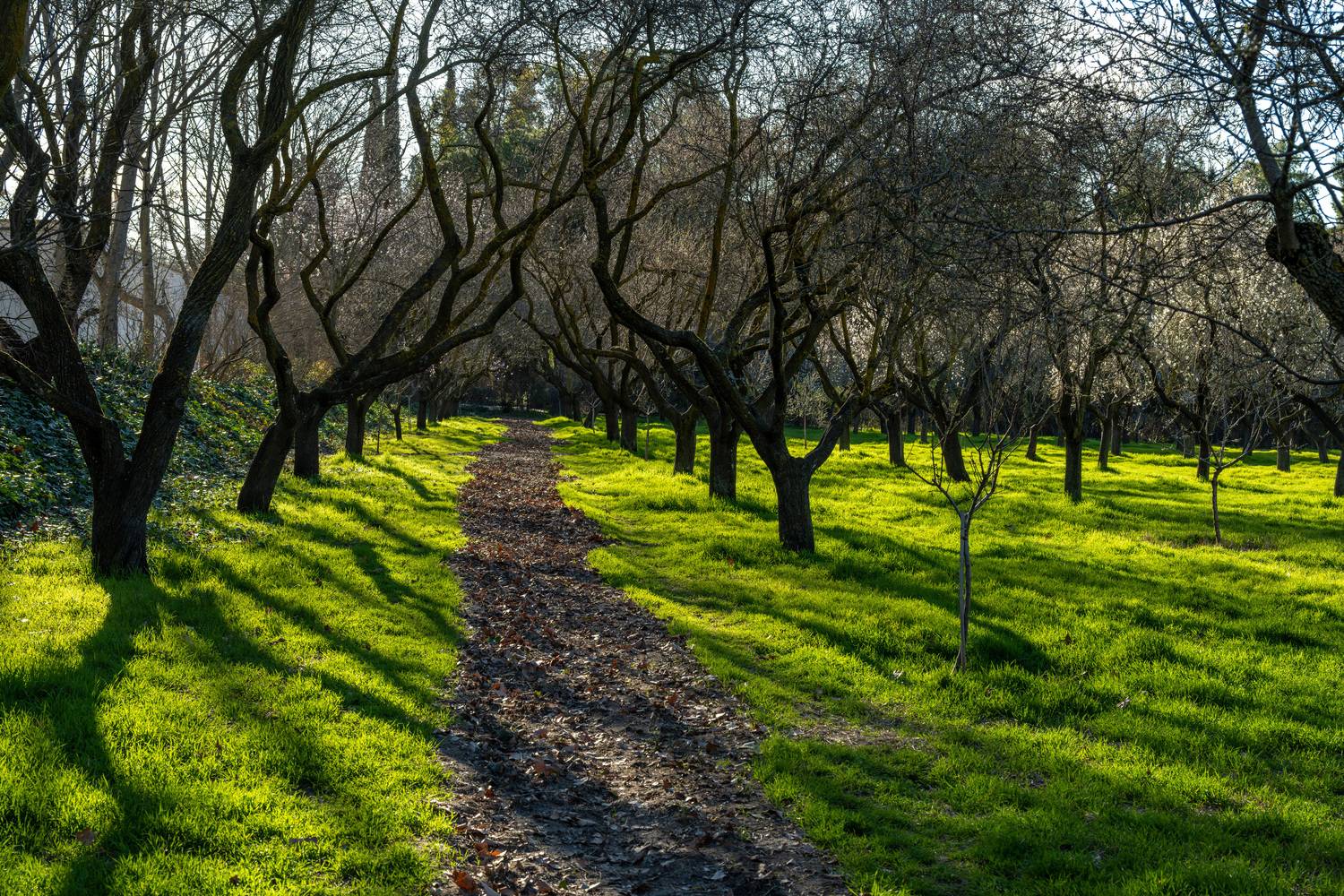 Миндальный сад