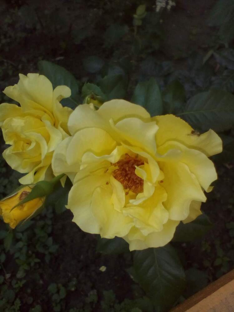 Photograph by Ирина Рягузова