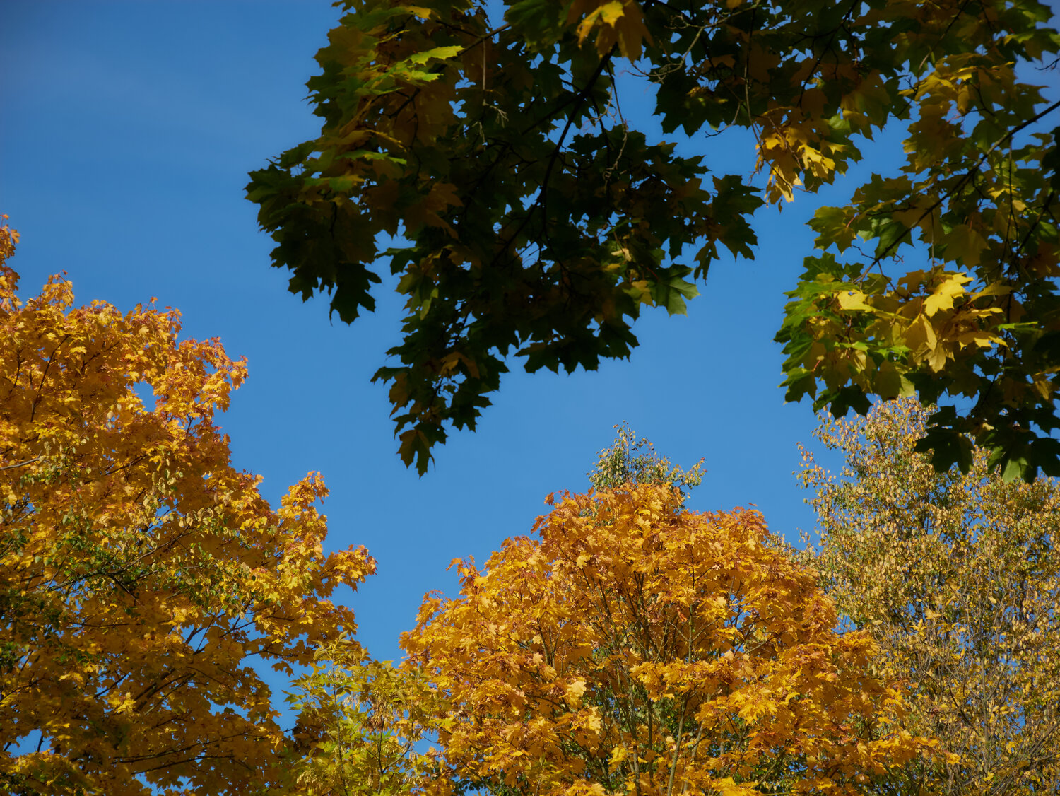 Photo #13387569