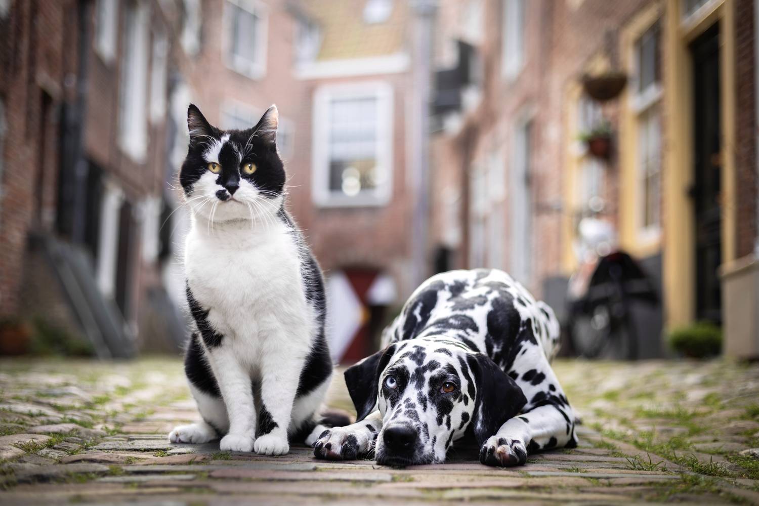 Фотография #13387594