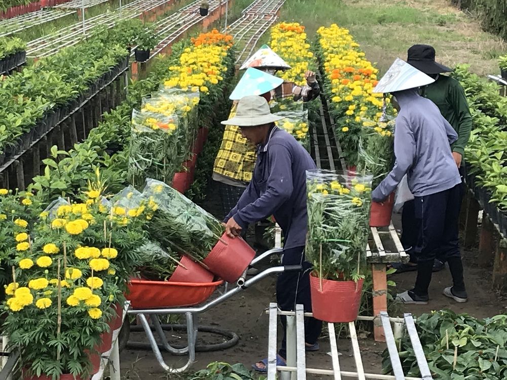 Фотография автора HIEU LIEM DO