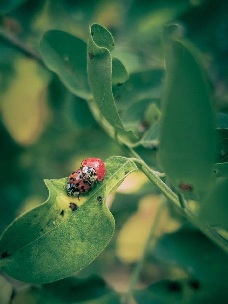 Photograph by Margarita Presidentova