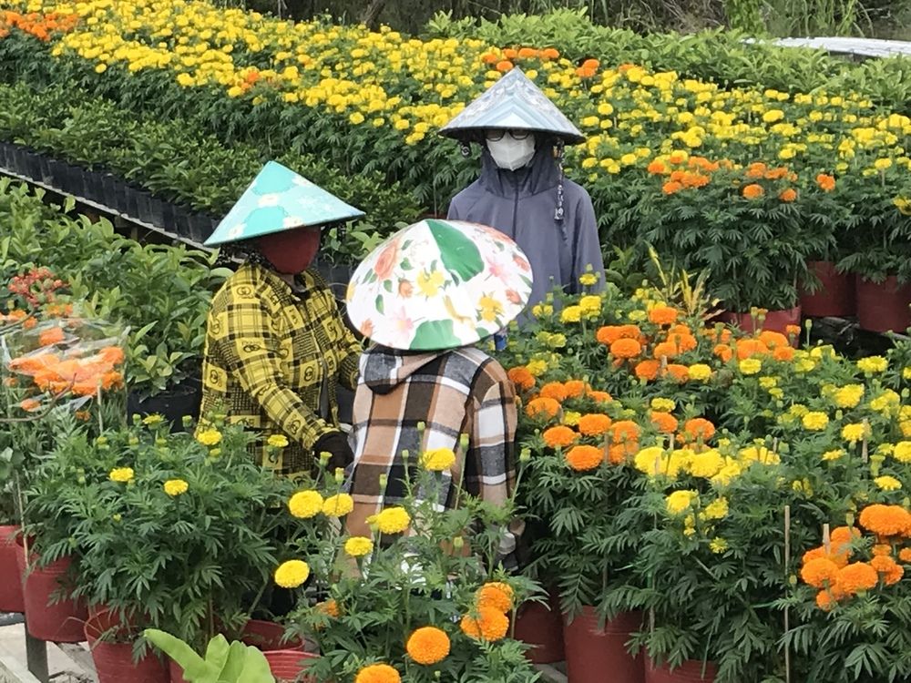 Фотография автора HIEU LIEM DO