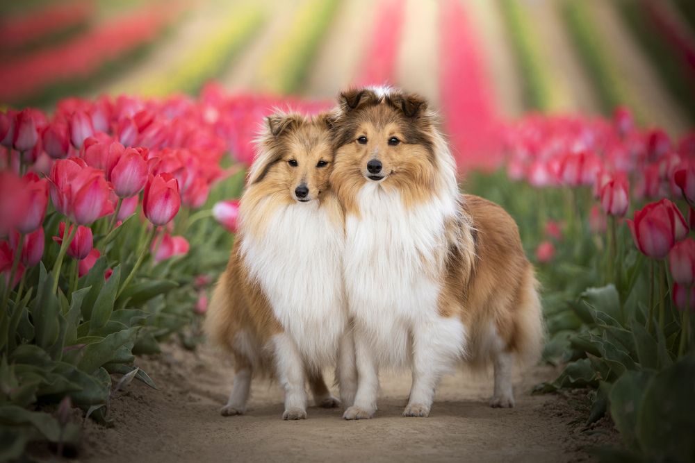 Spring beauties