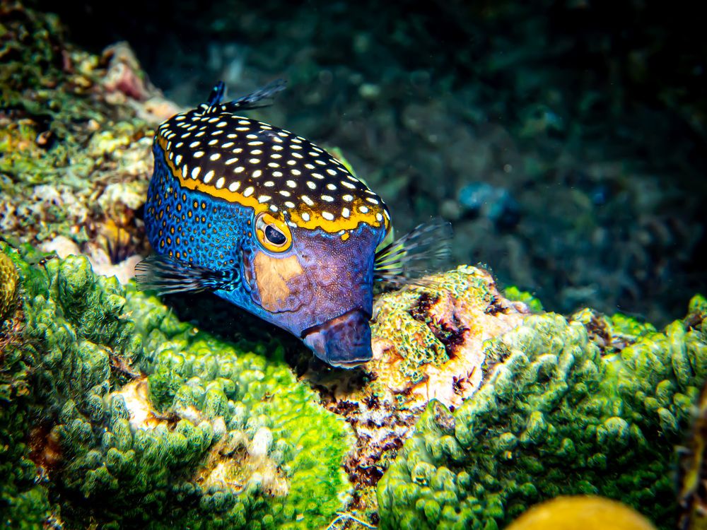 Photograph by Plakida Alexander