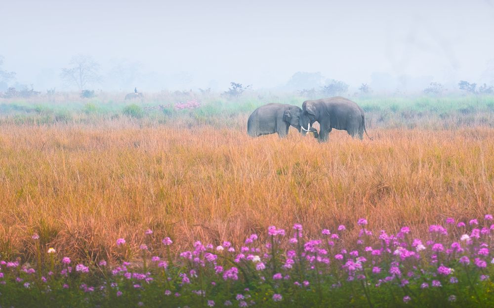 Photograph by Agnibho Saha