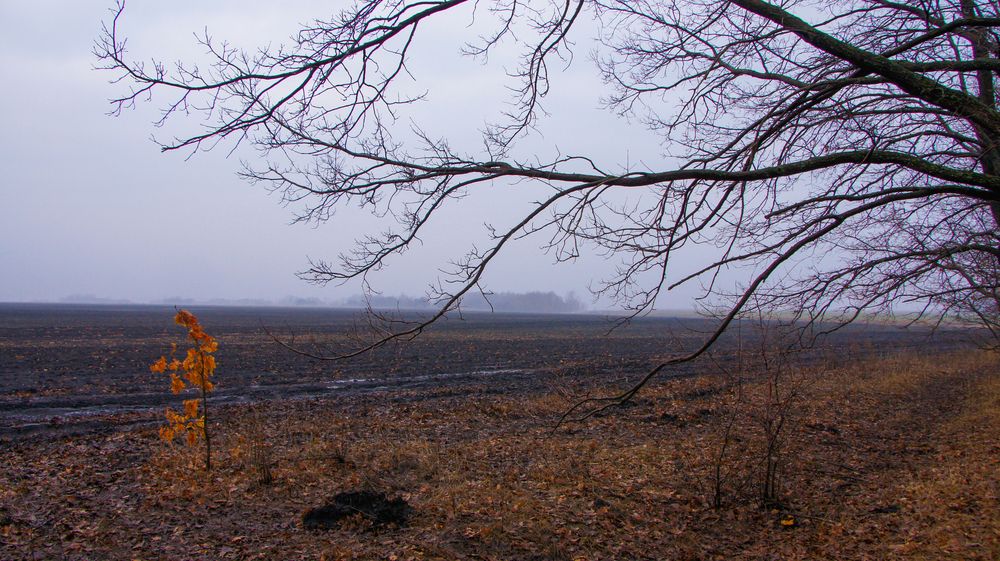 Фотография #13388137