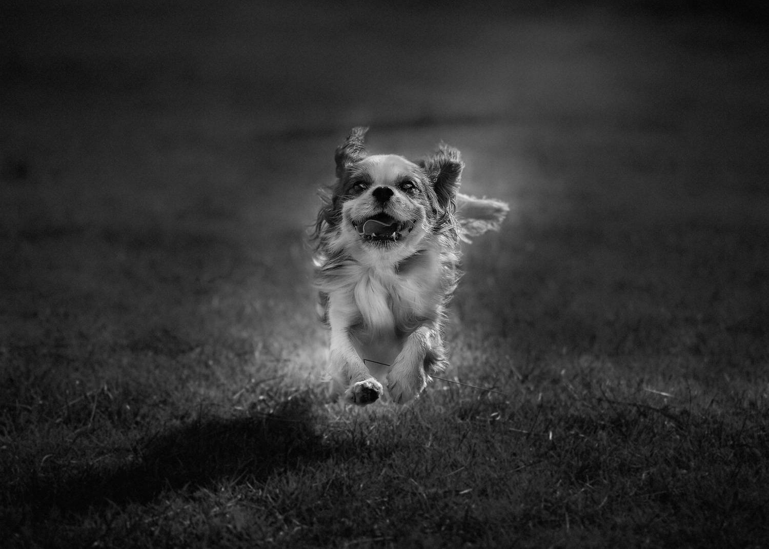 Photo #13388139