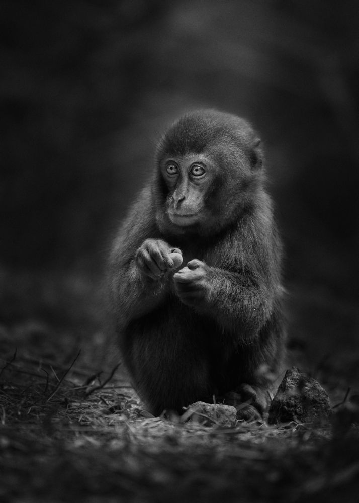 Фотография автора Kaisyakuji Yushi