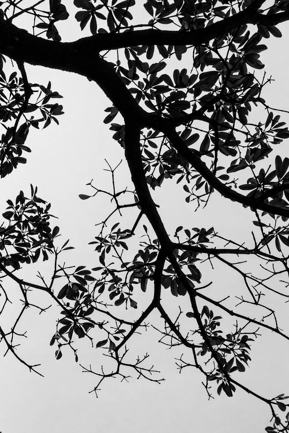 Whispers in Monochrome