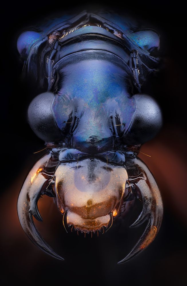 Therates coracinus