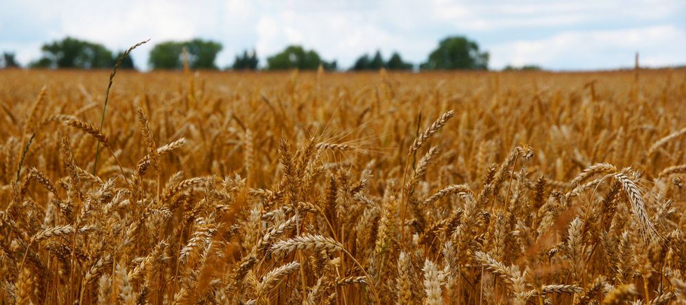 Фотография #13388218