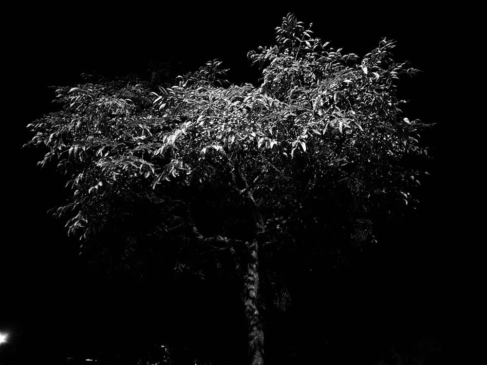 Photograph by Rogério Paulo da Silva