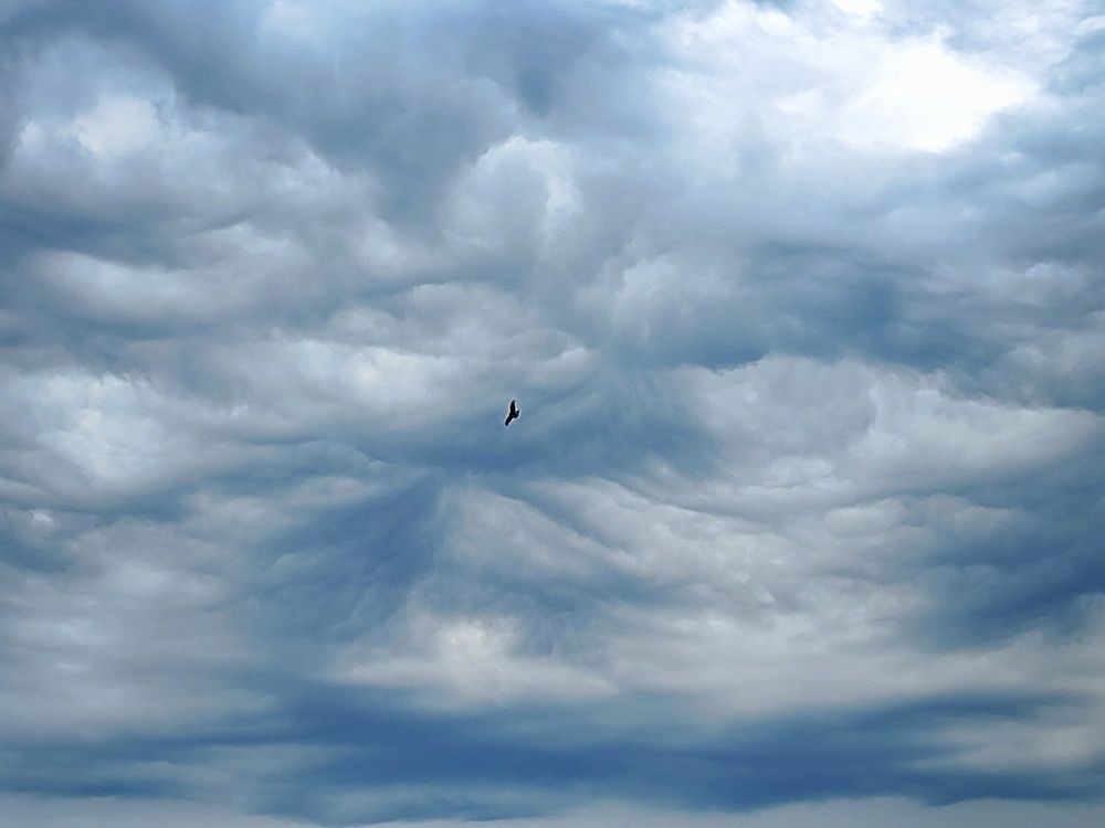 Хищный полёт