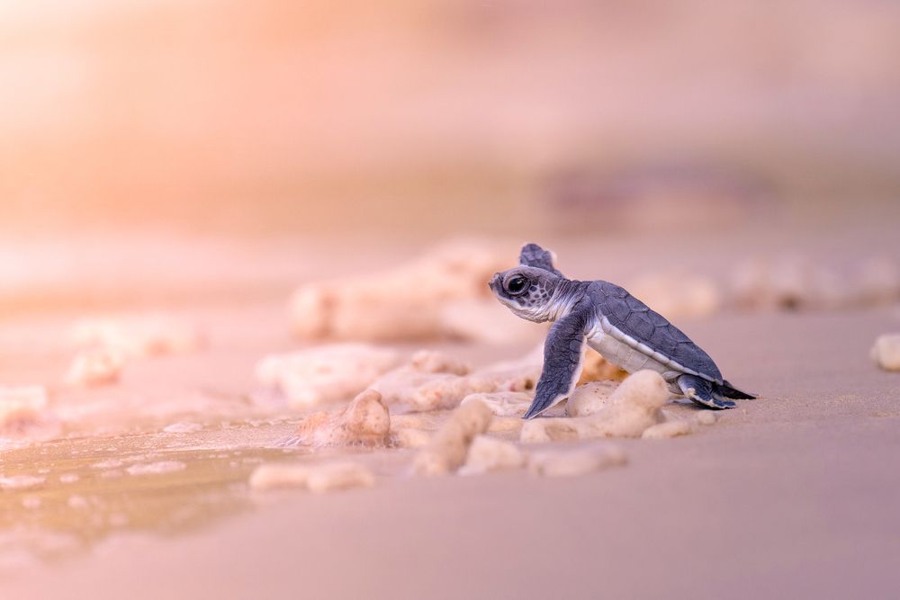 Photograph by Le Khac Quyen