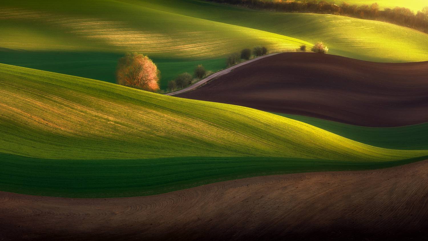 Waves of Fields