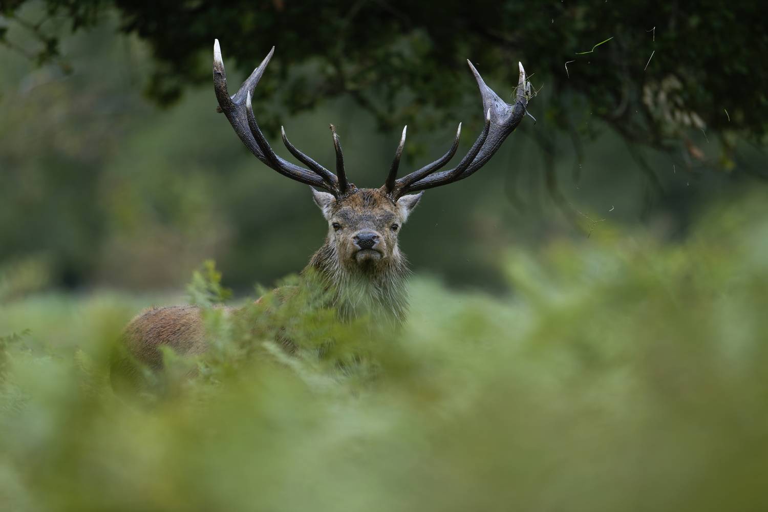 Guardian in the Ferns
