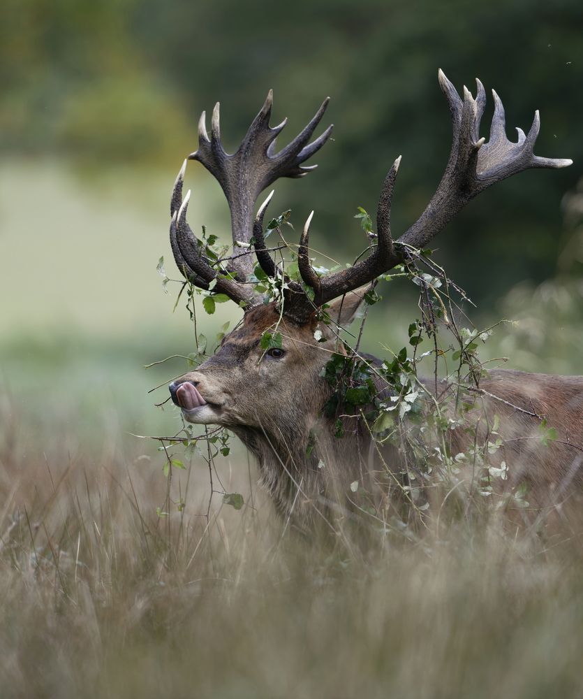 Crowned with Branches