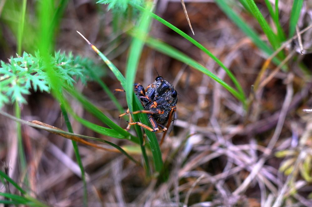 Фотография автора Сергей Цыганов