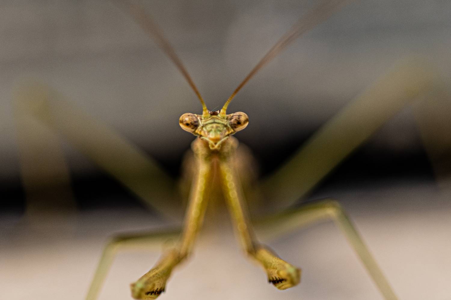 Silent Confrontation