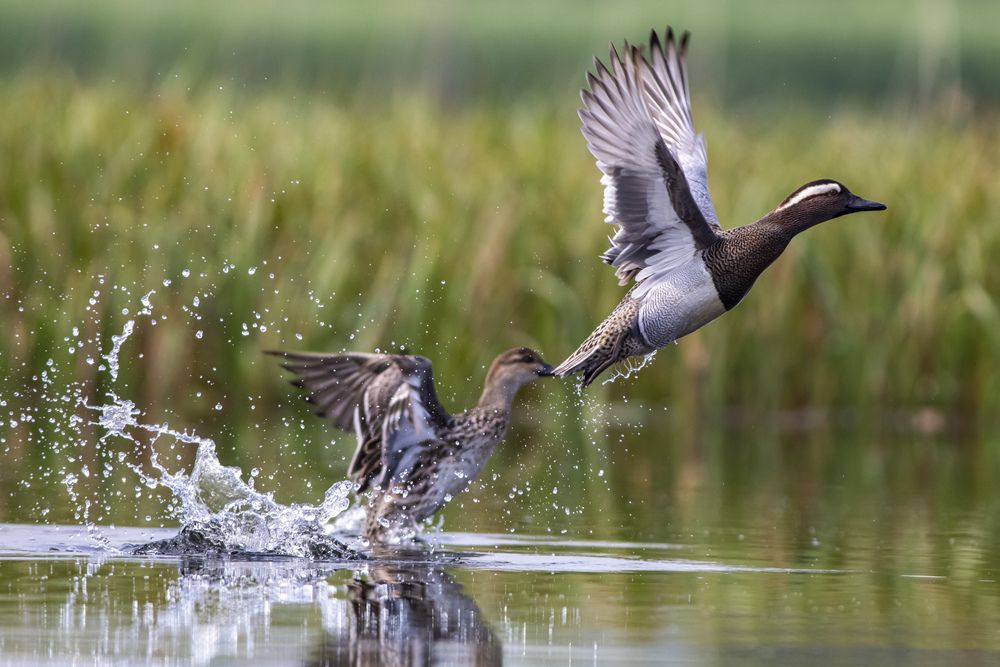 Photograph by RUPAM DAS