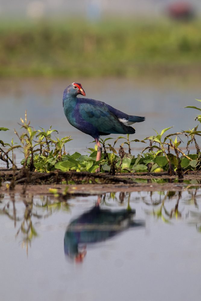 Photograph by RUPAM DAS