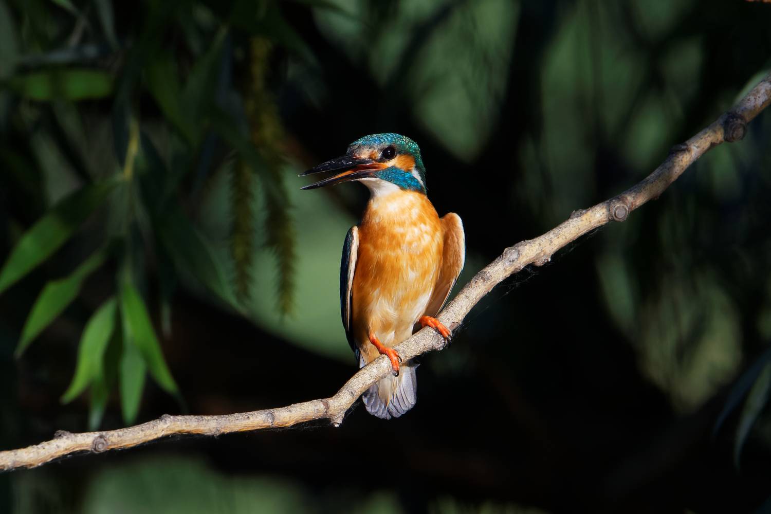 Фотография #13389091