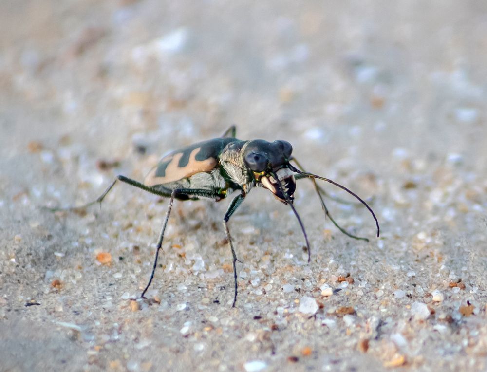 Фотография автора Ismail SAIDI