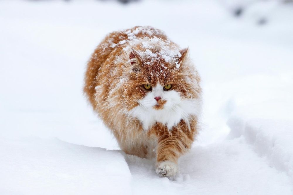 Photograph by Владимир Перминов
