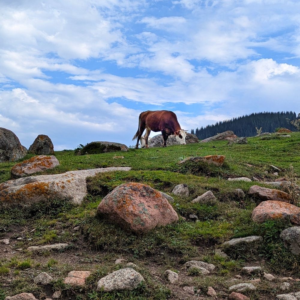 Photograph by Орынбек Асилбаев