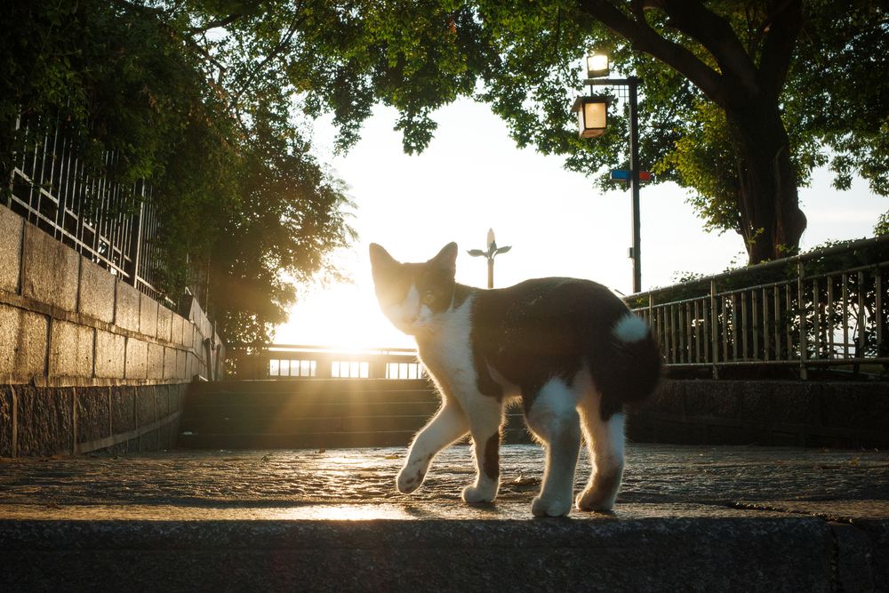 a stray cat