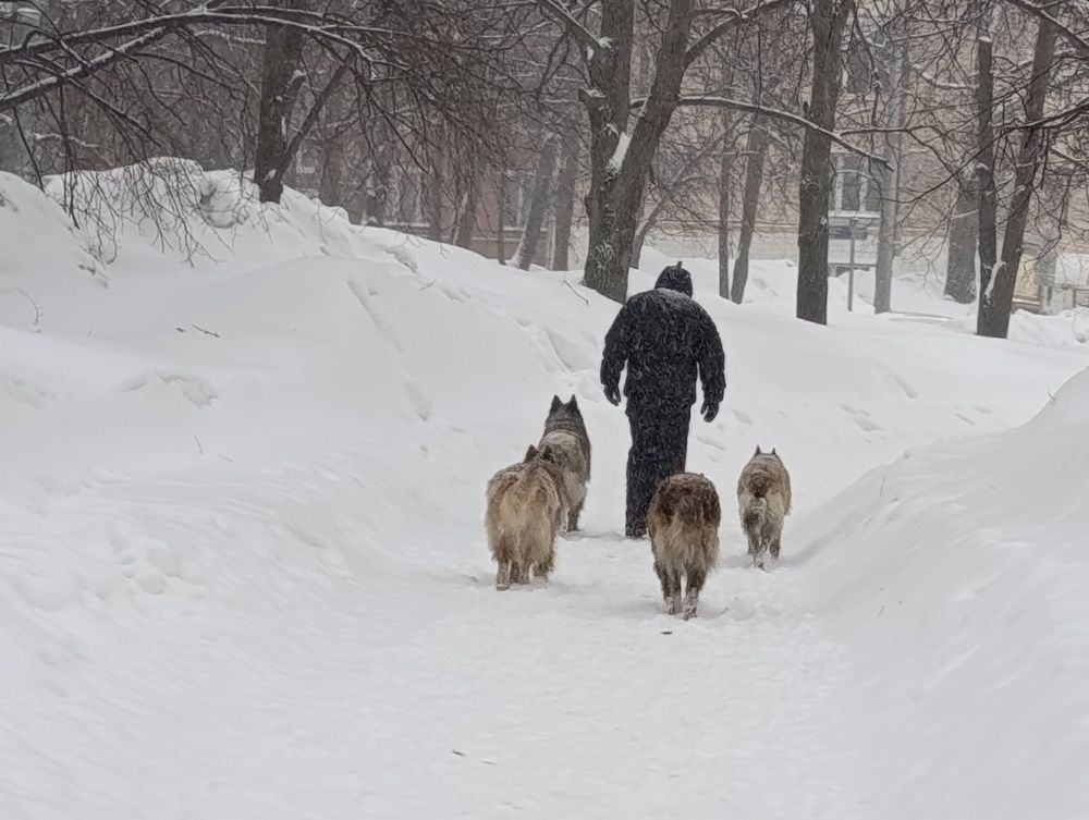 Вожак стаи