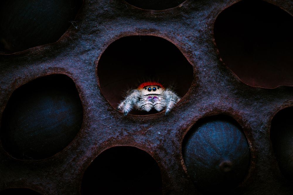 Florida jumping spider