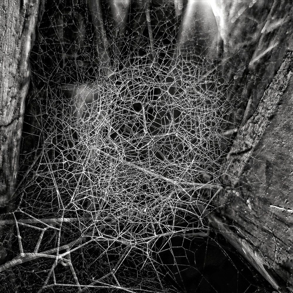 Web of Silence — Nature\'s Hidden Architecture