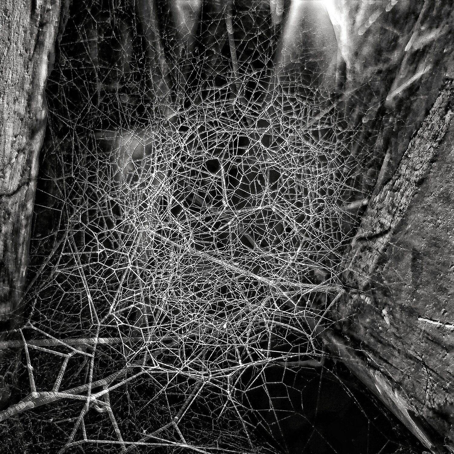 Web of Silence — Nature\'s Hidden Architecture