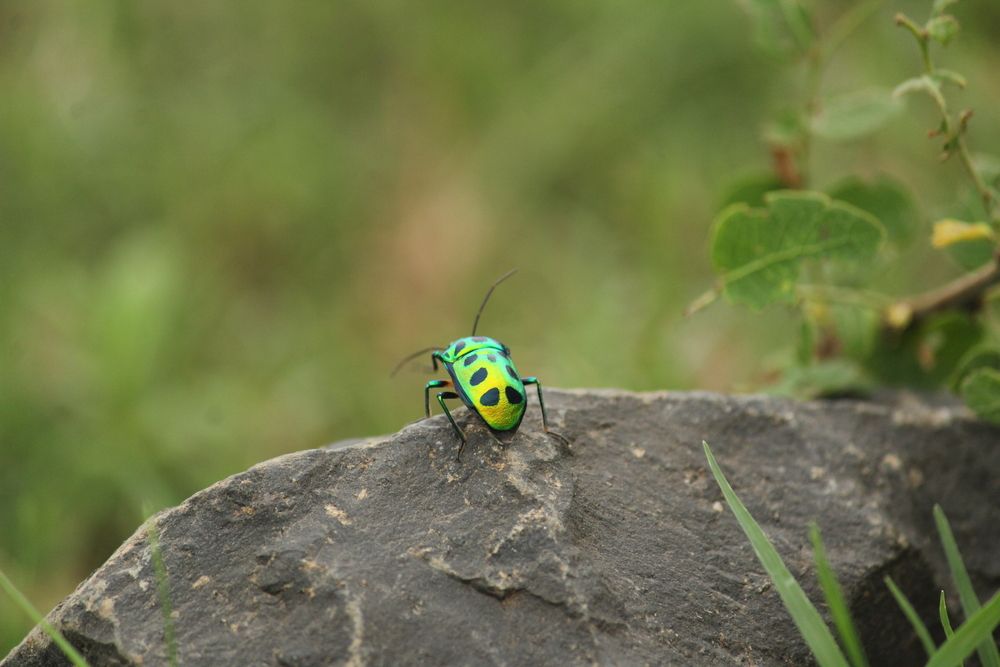 Photograph by Sharad vadoliya
