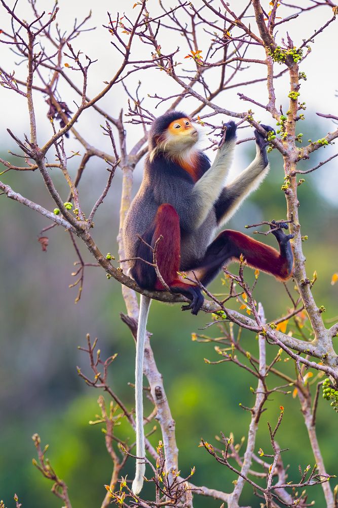 Red-shanked Douc Langur - Queen of primate
