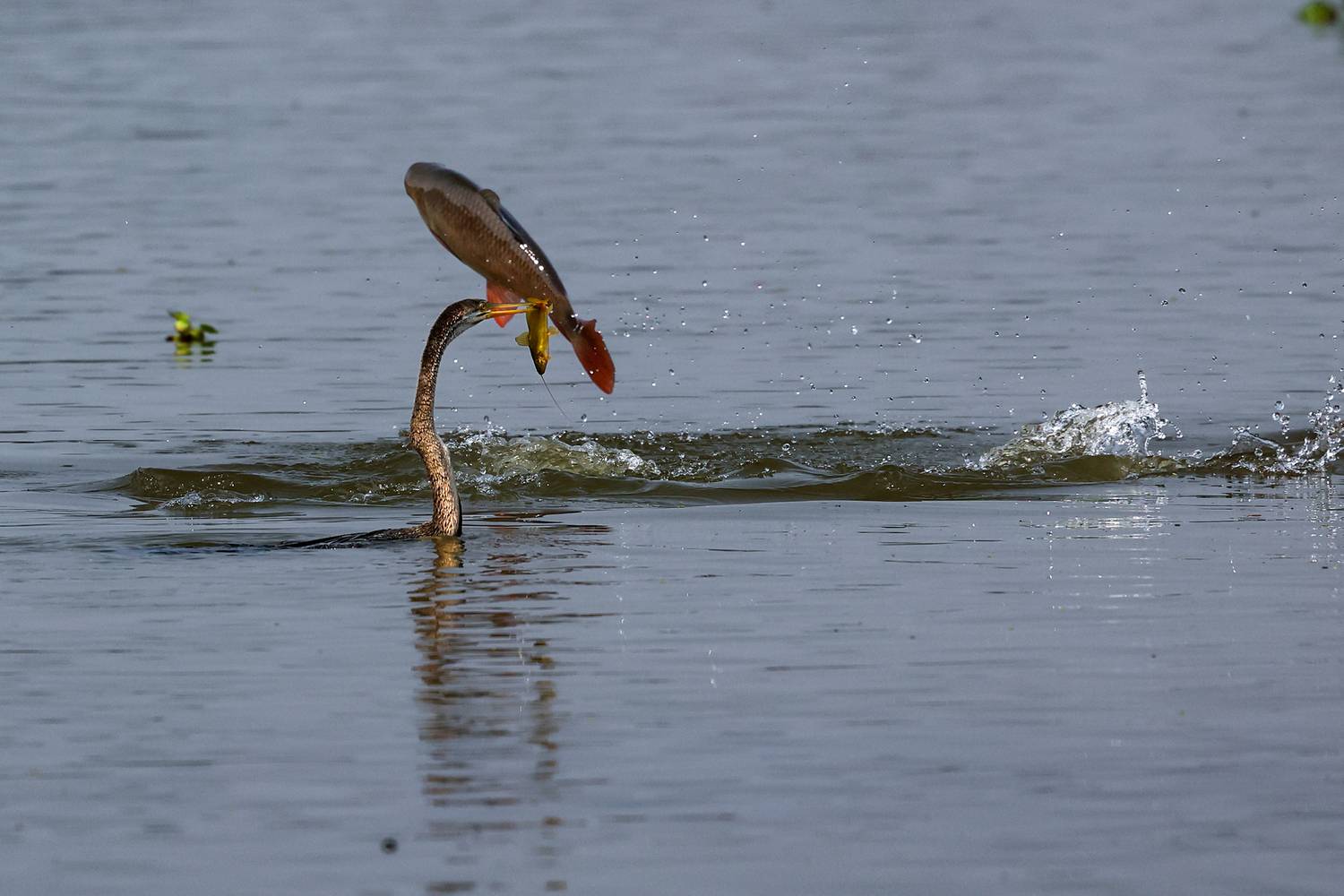 Фотография #13390768