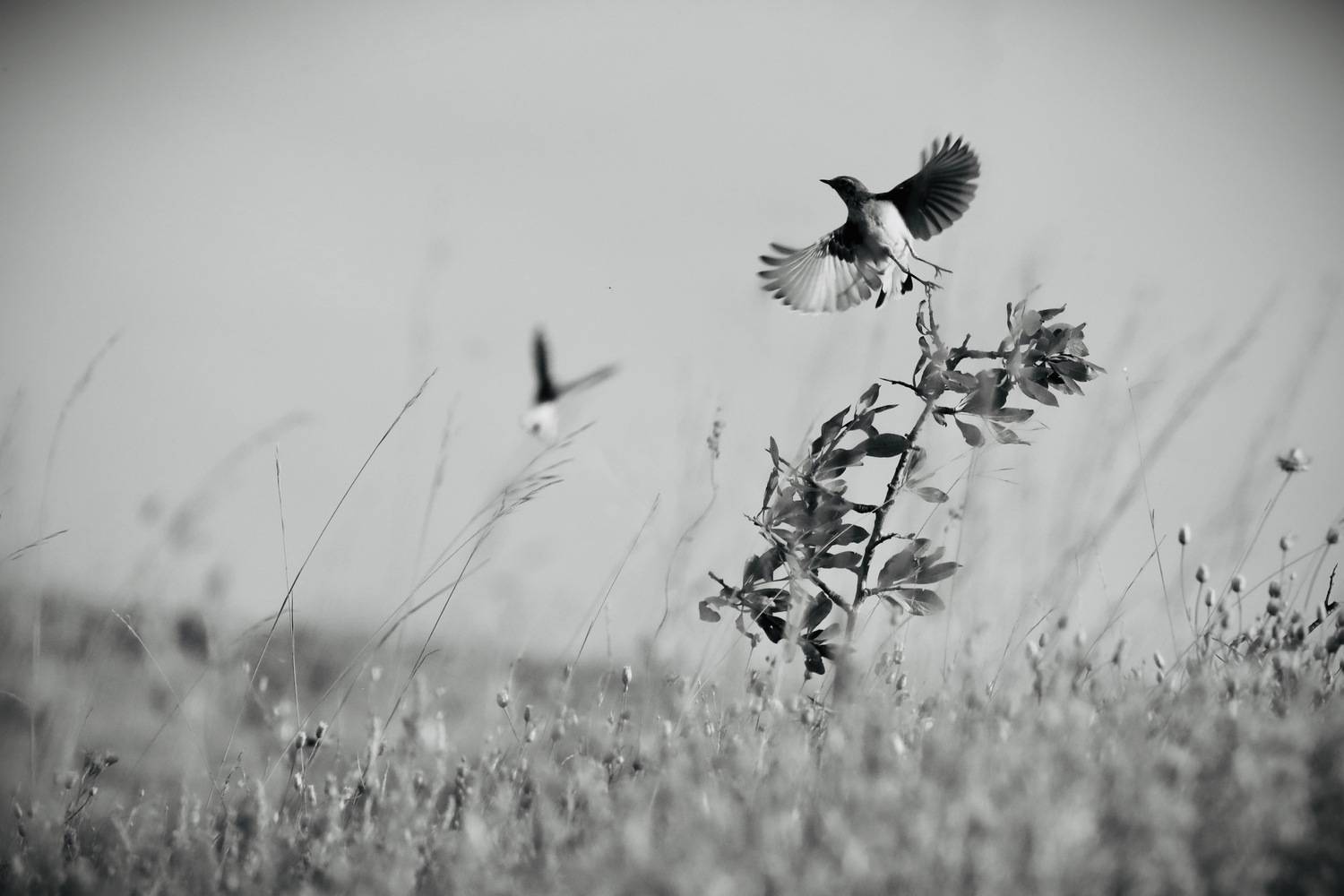 Танцы в степи