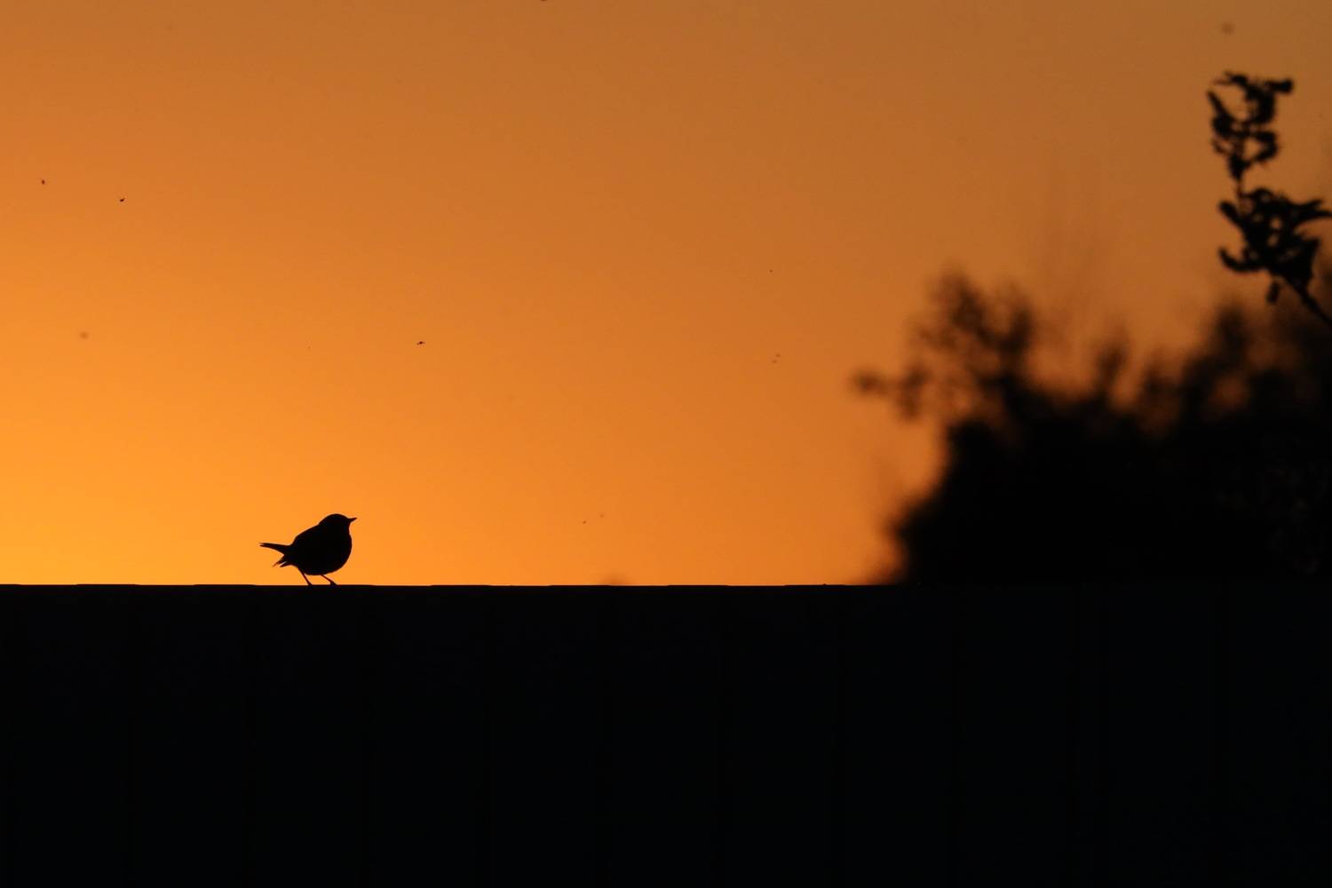 Вечерняя заря