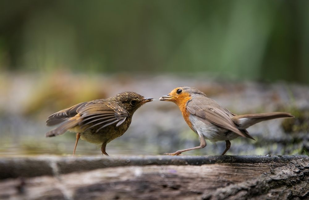 Photograph by nimalan subramaniam