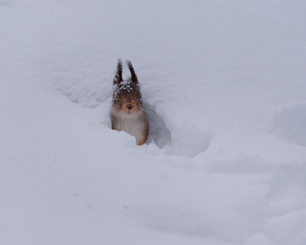 Squirel and snow