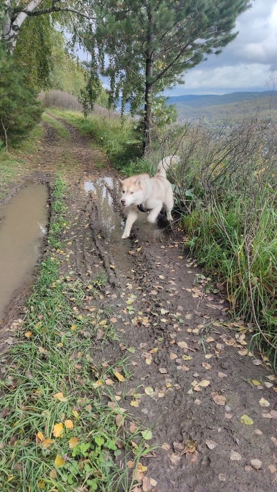 Photograph by Алина Перескокова